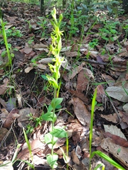 Habenaria flexuosa
