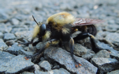Laphria grossa