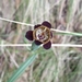 Tigridia alpestris - Photo (c) Landy, algunos derechos reservados (CC BY-NC), subido por Landy