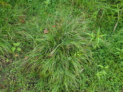 Poaceae