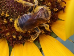 Svastra obliqua obliqua