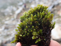 Imbribryum