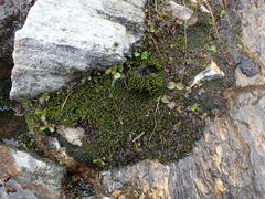 Imbribryum