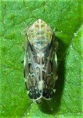 Errastunus ocellaris