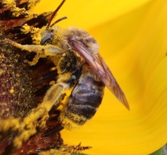 Svastra obliqua obliqua