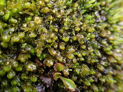 Imbribryum