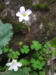 Oxalis alpina