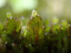 Imbribryum