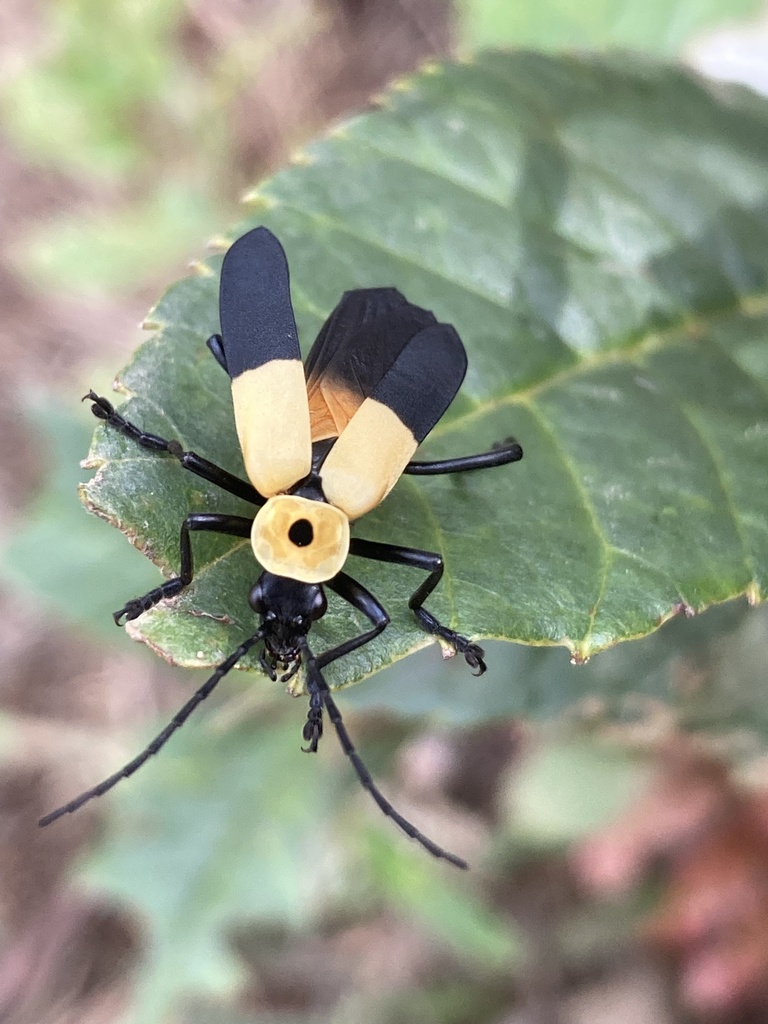 Chauliognathus heros from San Antonio, Támesis, Antioquia, CO on August