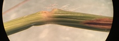 Aristida patula image