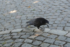 Corvus frugilegus