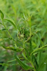 Euthamia graminifolia nuttallii