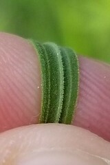 Euthamia graminifolia nuttallii