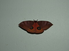 Automeris meridionalis