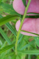 Euthamia graminifolia nuttallii