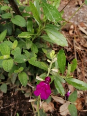 Salvia dichlamys