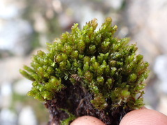 Imbribryum