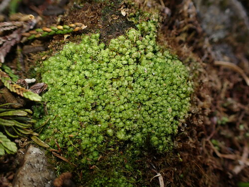 Image of Schistochilopsis opacifolia by no rights reserved