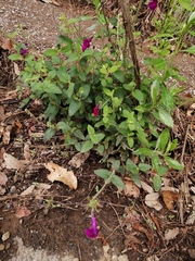 Salvia dichlamys