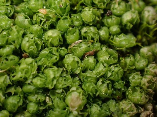 Image of Schistochilopsis opacifolia by no rights reserved