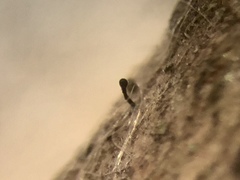 Phaeocalicium populneum