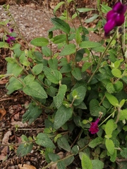 Salvia dichlamys