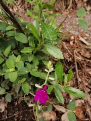 Salvia dichlamys