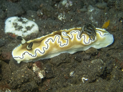 Doriprismatica sibogae