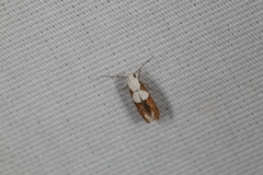 Mompha circumscriptella