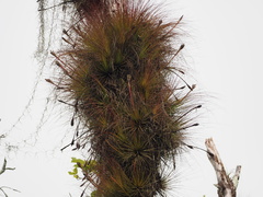 Tillandsia juncea