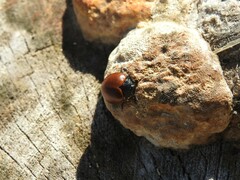 Aegithus clavicornis