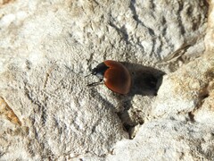 Aegithus clavicornis