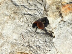 Aegithus clavicornis