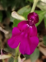 Salvia dichlamys