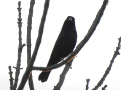 Molothrus bonariensis