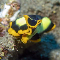 Pseudoceros dimidiatus