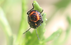 Eurydema herbacea