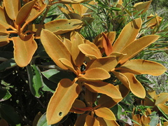 Rhododendron hyperythrum