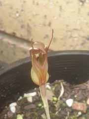 Pterostylis collina