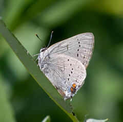 Satyrium californica