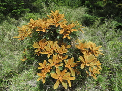 Rhododendron hyperythrum