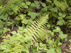 Deparia acrostichoides