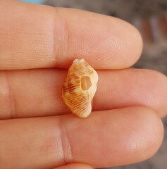Stramonita haemastoma