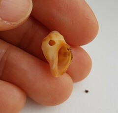 Stramonita haemastoma