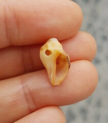 Stramonita haemastoma
