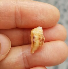 Stramonita haemastoma