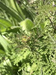 Descurainia nuttallii