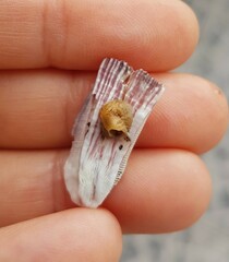 Megabalanus azoricus