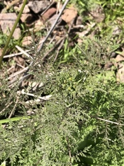 Descurainia nuttallii