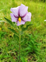 Lycianthes moziniana